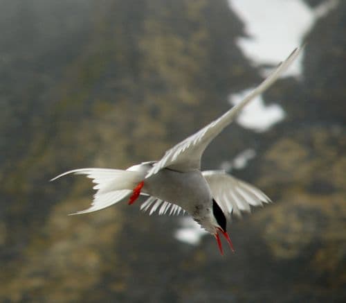 Arctic tern Magdalenefjorden