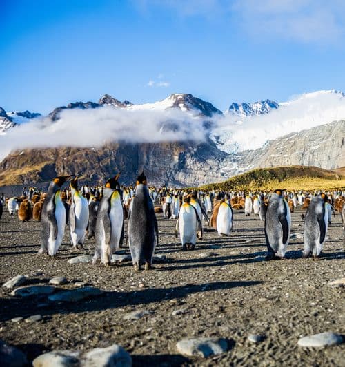 Aurora Expedition Antarctica