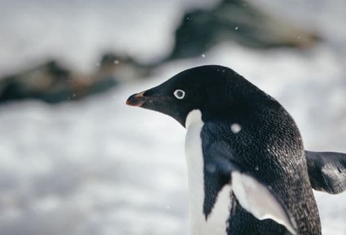 Quark Expeditions - Adelie Penguin