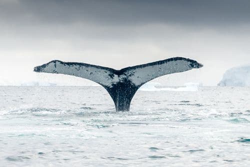 Whale Antarctica - Polar Latitudes