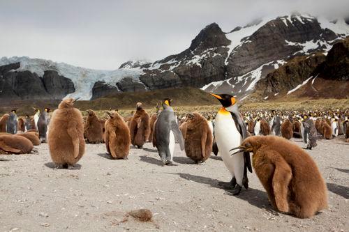 Albatros Expeditions Falkland Islands, South Georgia, Antarctica
