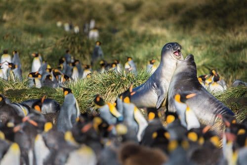 Aurora Expeditions Greg Mortimer Falklands, South Georgia & Antarctica Peninsula