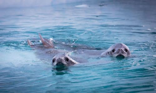 Aurora Expeditions Greg Mortimer Spirit of Antarctica