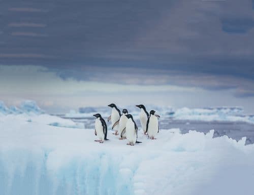 Quark Expeditions - Adelie Penguin