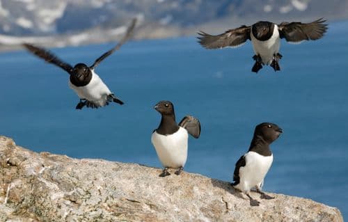 Rembrandt van Rijn _ North Spitsbergen, Arctic Summer