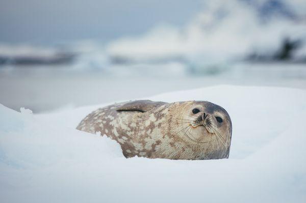 Quark Expeditions - Weddell Seal