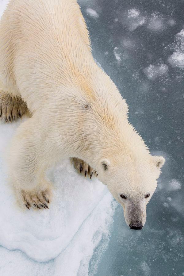 QuarkExpeditions_ Spitsbergen Photography: In Search of Polar Bears