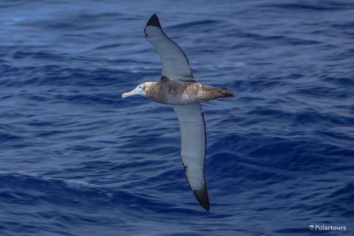 Crossing the Drake Passage