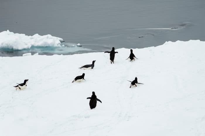 Antarctic Sound