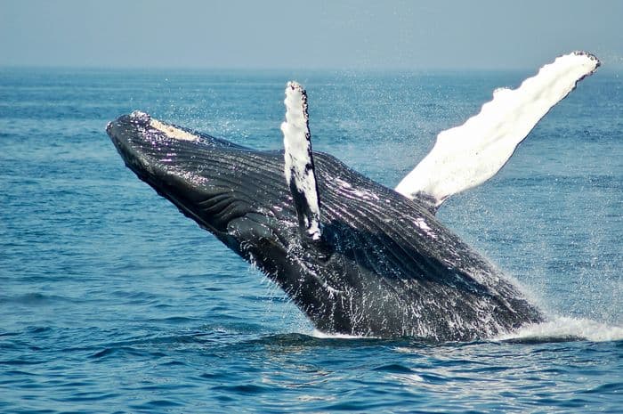 Humpback whale