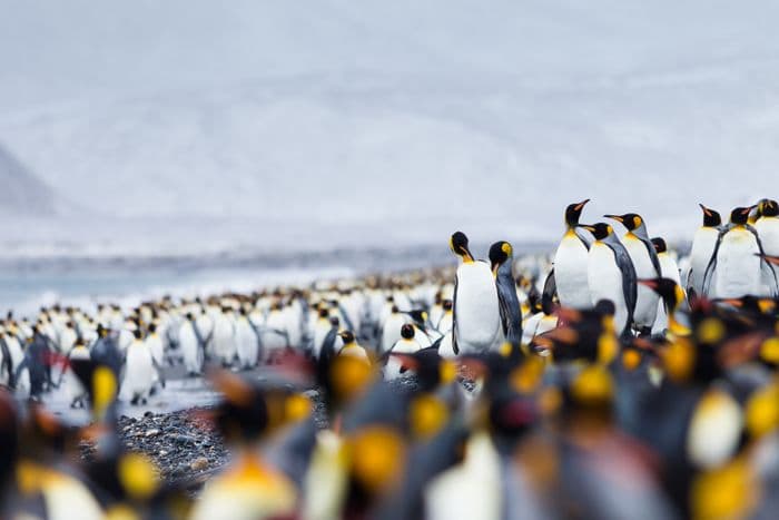 Polarquest Antarctica Ocean Nova