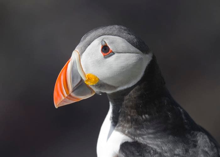 atlantic puffin