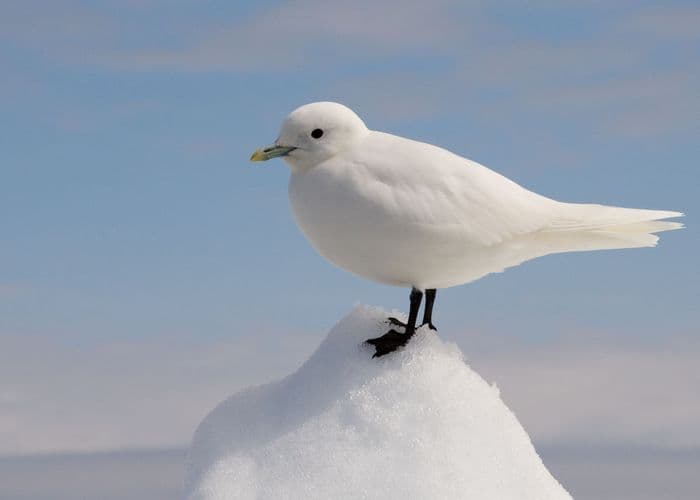 Ivory gull