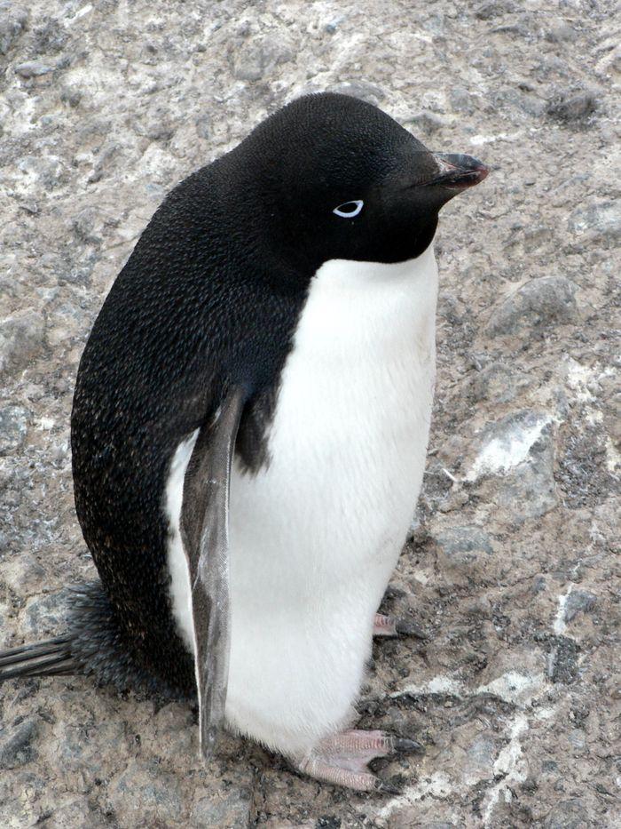Adelié penguin