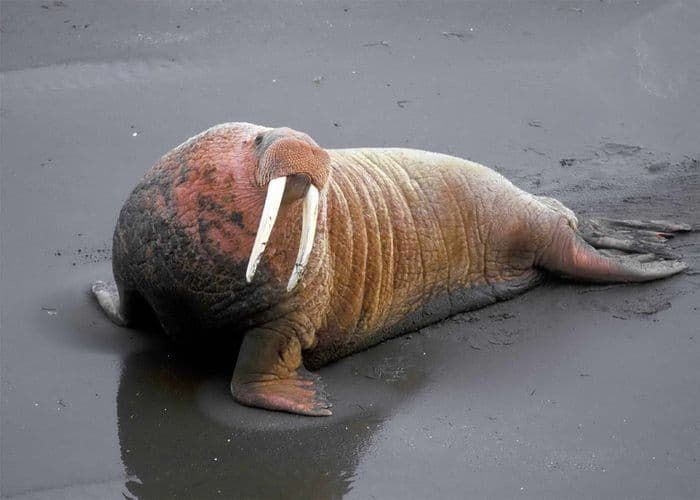 Walrus