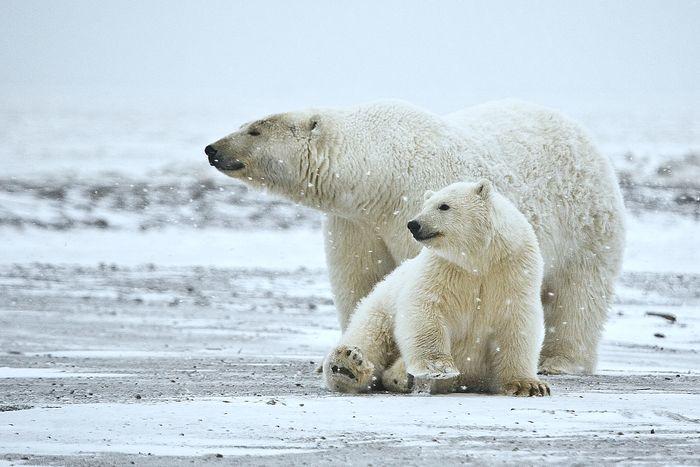 Polar BearPolar Bear