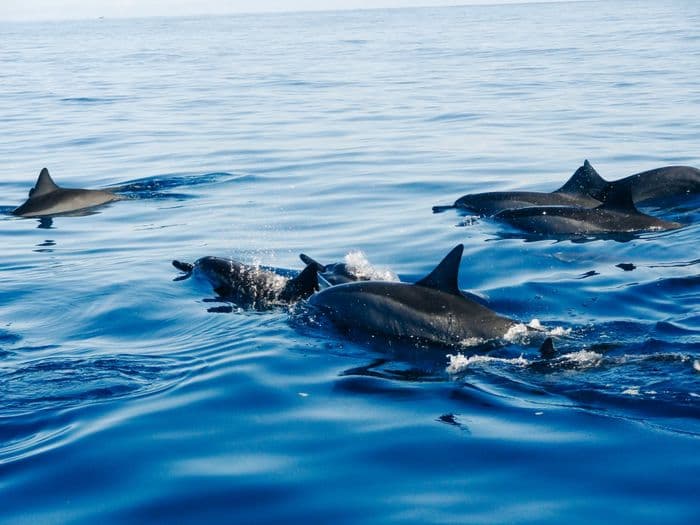 Bottlenose Dolphin