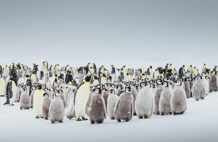 Emperor Penguin Quest Snow Hill  Quark Expeditions 