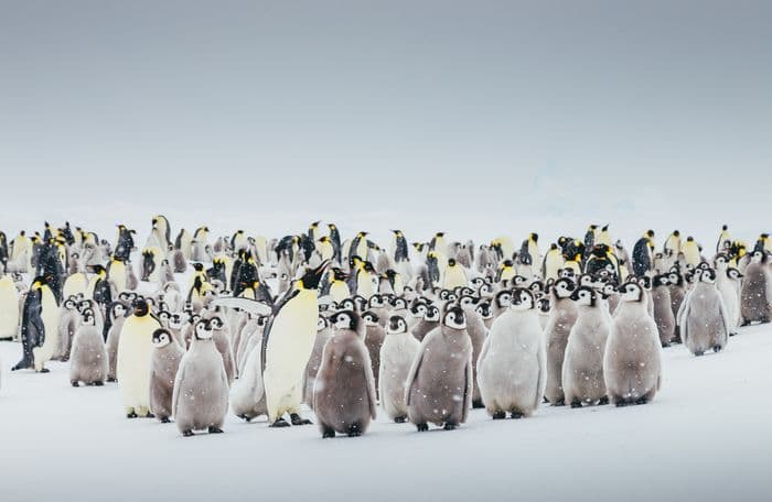 Emperor Penguin Quest Snow Hill Quark Expeditions