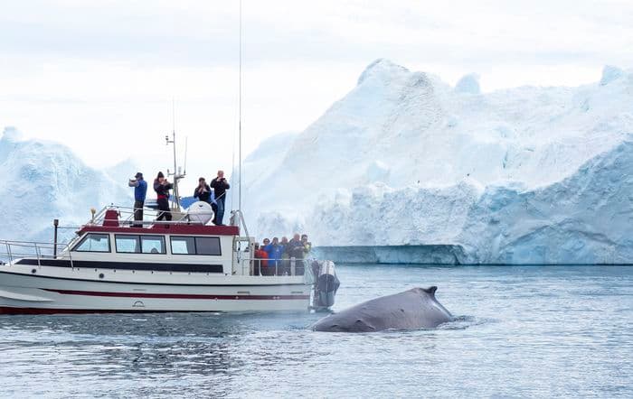 Albatros Expeditions