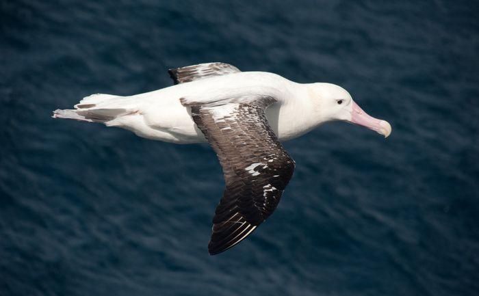 Oceanwide Wandering Albatross
