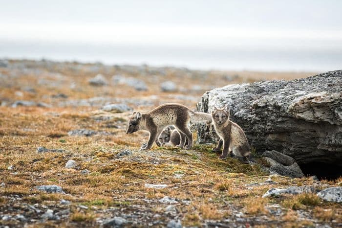 Fox Longyear