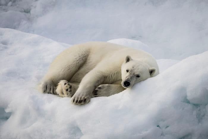 Spitsbergen - Svalbard - Sea Spirit