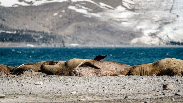 walrus