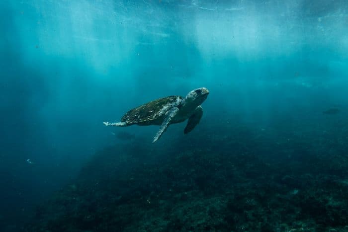 Loggerhead Turtle