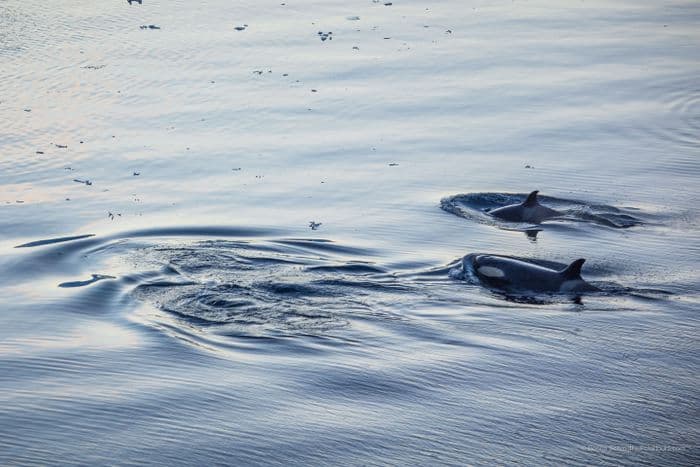 Oracs in Antarctica