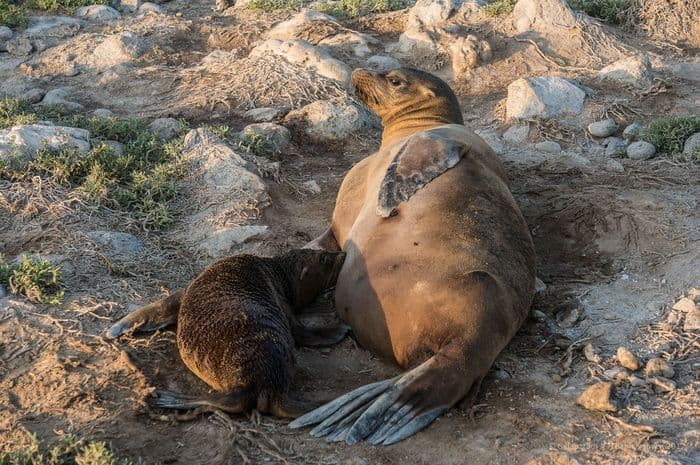 Galapagos Sea Lion