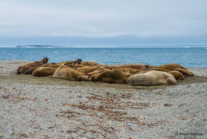 Atlantic Walrus (Odobenus r. rosmarus) haul up