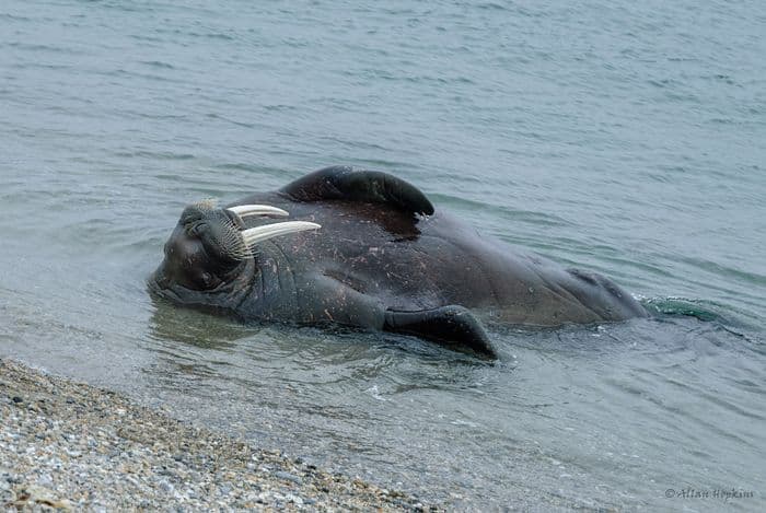 Atlantic Walrus (Odobenus r. rosmarus) male