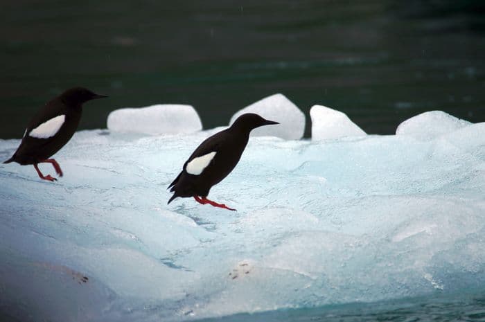 Black Guillemot Raudfjorden