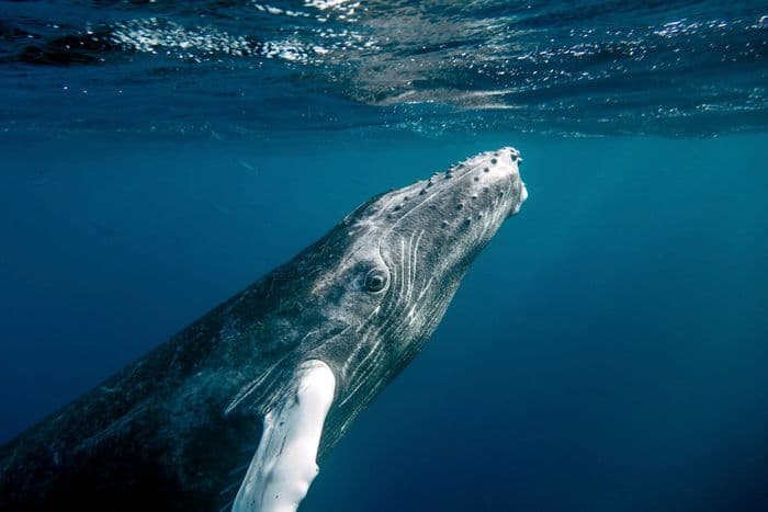 Humpback Whale