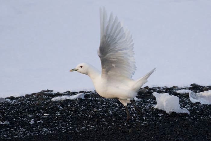 Ivory Gull, Wilczek Island, Franz Josef Land, Russia, August 2017