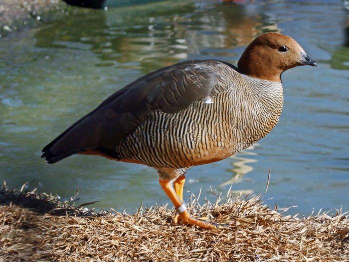 Rudy-headed goose