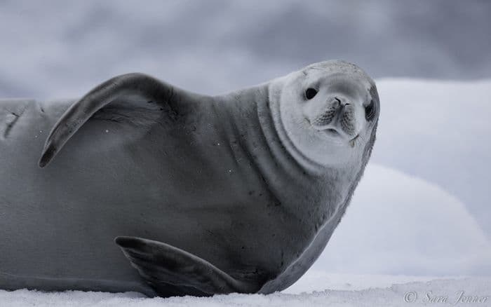 Crabeater Seal