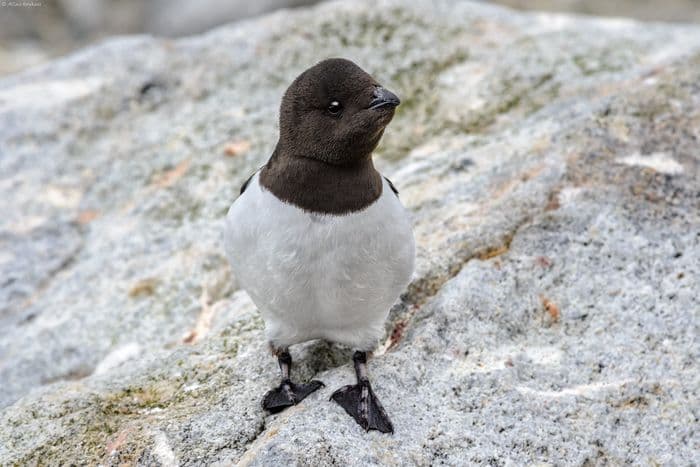 Little Auk / Dovekie (Alle a. alle)