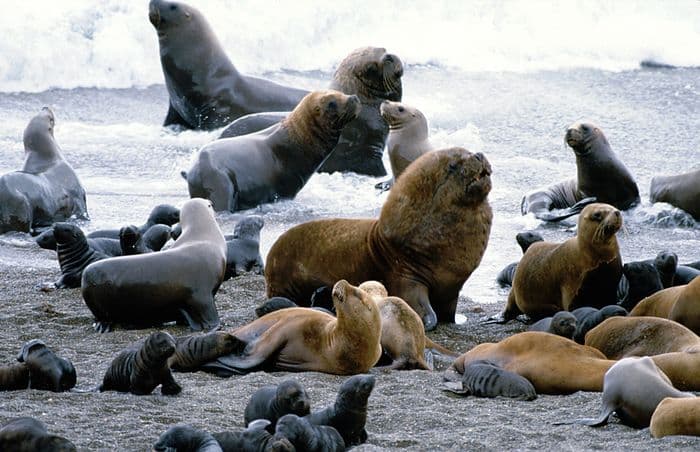 South American Sea Lion