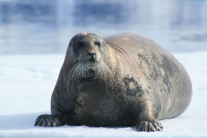 Bearded Seal