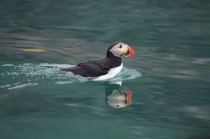 Puffin Raudfjorden