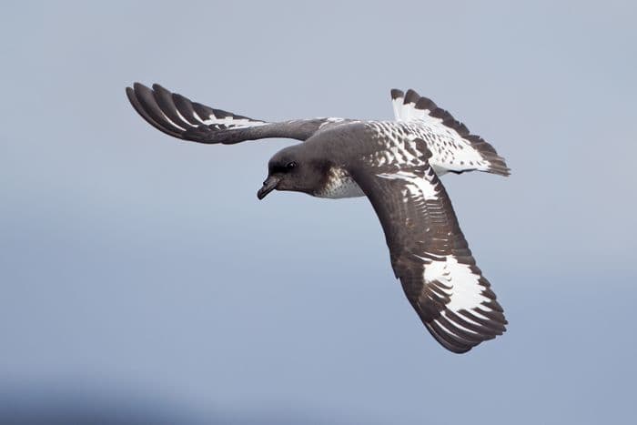 Cape Petrel