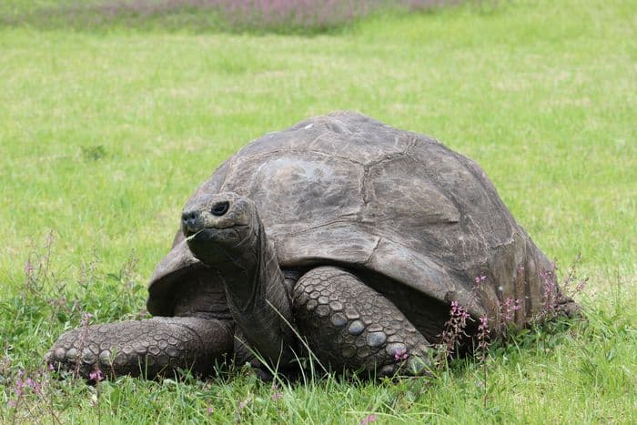 Jonathan the Tortoise St Helena
