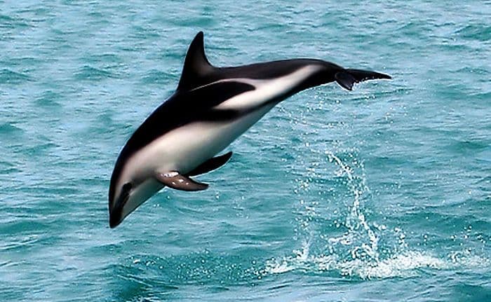 Dusky Dolphine