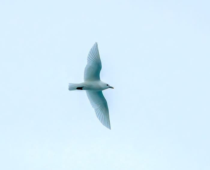 Ivory Gull (Pagophila eburnea)