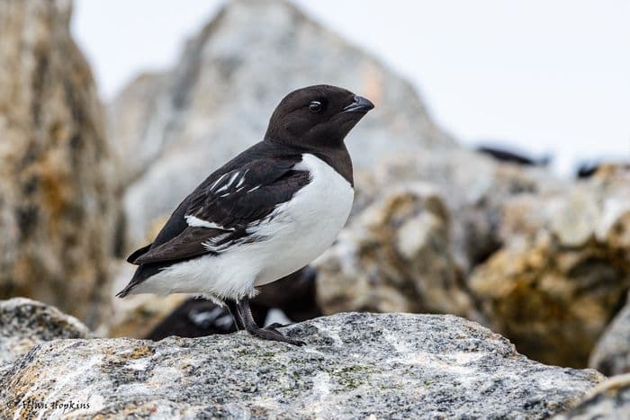 Little Auk / Dovekie (Alle a. alle)