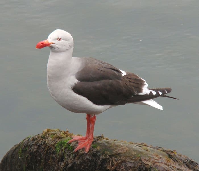 Dolphin Gull