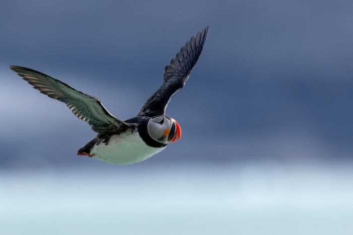 Svalbard - Sea Spirit