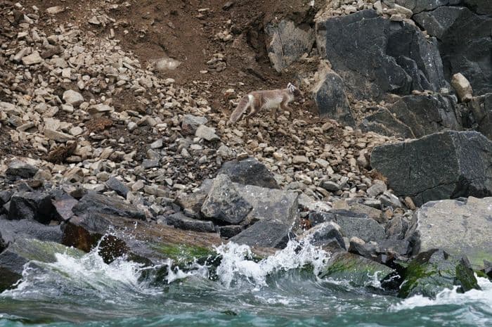 Arctic Fox at Alkefjellet